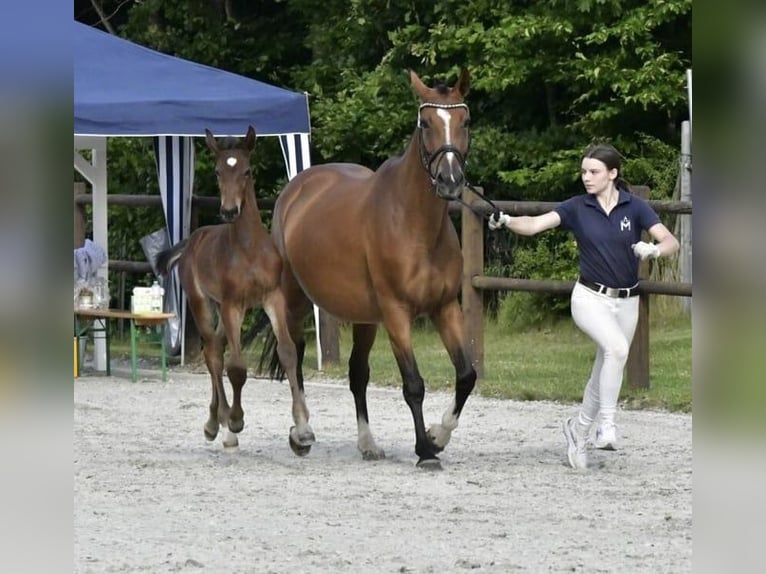 Caballo deportivo polaco Yegua 6 años 165 cm  in Papenhagen