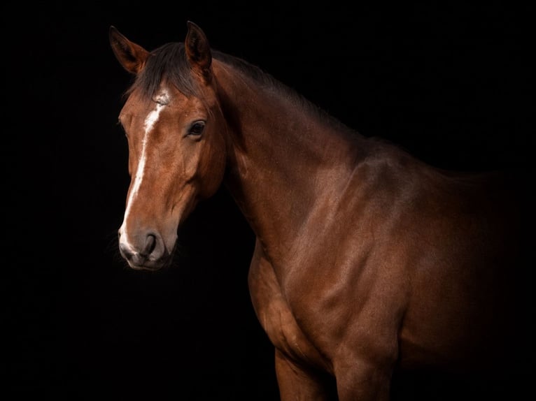 Caballo deportivo polaco Mestizo Yegua 6 años 165 cm Castaño in Ojrzeń