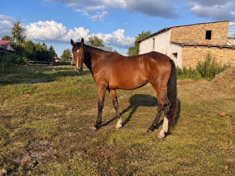 Caballo deportivo polaco Mestizo Yegua 6 años 165 cm Castaño in Ojrzeń
