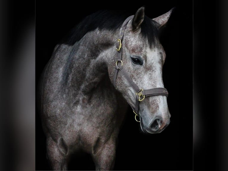 Caballo deportivo polaco Yegua 6 años 165 cm Tordo in Oświęcim