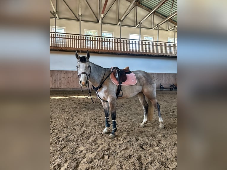 Caballo deportivo polaco Yegua 6 años 165 cm Tordo in Oświęcim