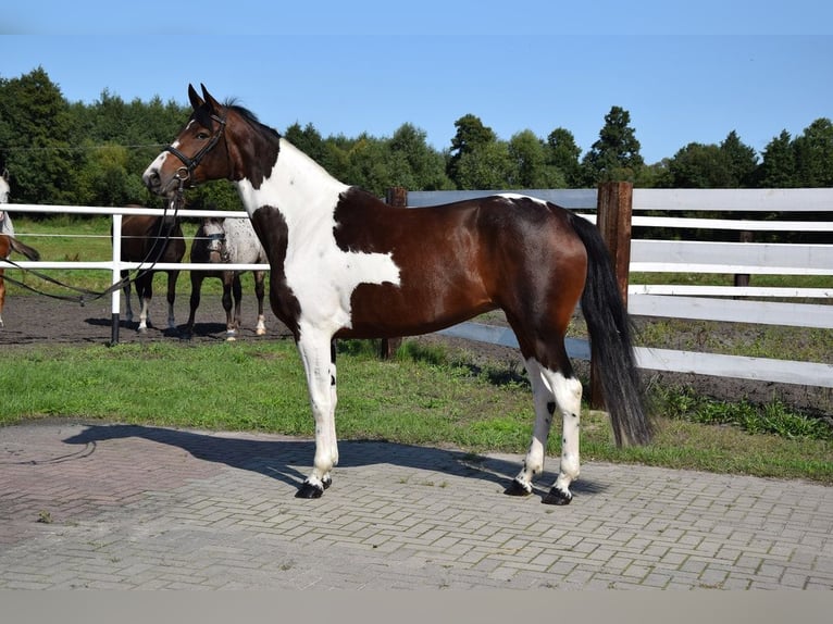 Caballo deportivo polaco Yegua 6 años 167 cm Pío in Chełmno