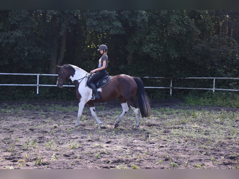 Caballo deportivo polaco Yegua 6 años 167 cm Pío in Chełmno