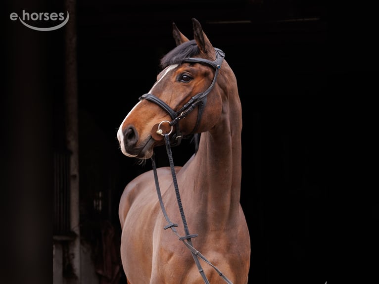 Caballo deportivo polaco Yegua 6 años 168 cm Castaño in Chwałowice