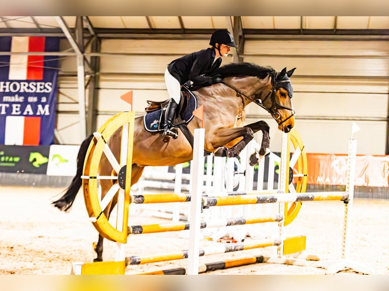Caballo deportivo polaco Yegua 6 años 168 cm Castaño in Leoncin