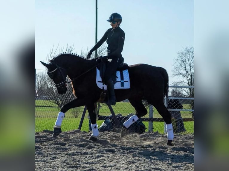 Caballo deportivo polaco Yegua 6 años 168 cm Negro in Kaczkowo