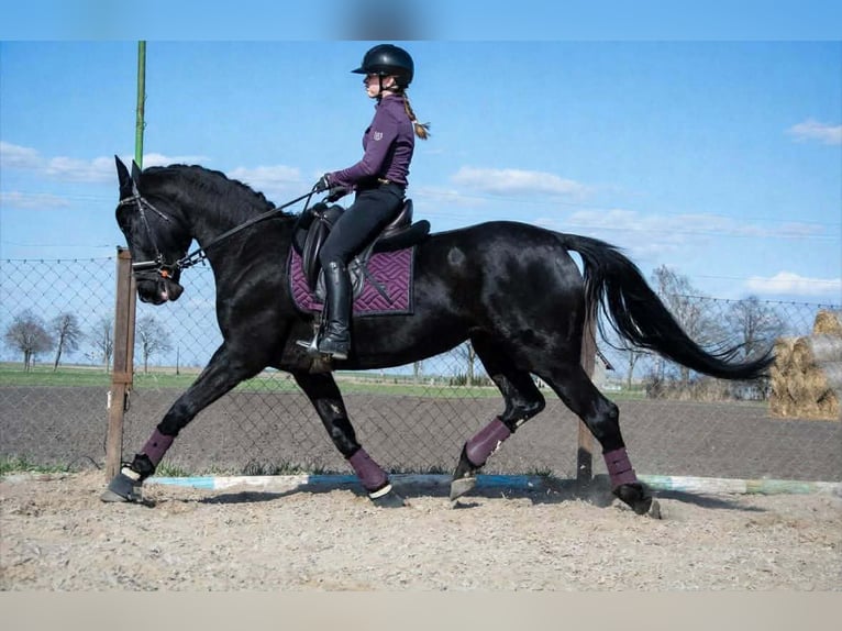 Caballo deportivo polaco Yegua 6 años 168 cm Negro in Kaczkowo