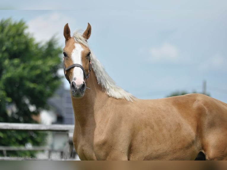Caballo deportivo polaco Yegua 6 años 168 cm Palomino in Piecowice