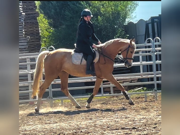 Caballo deportivo polaco Yegua 6 años 168 cm Palomino in Piecowice