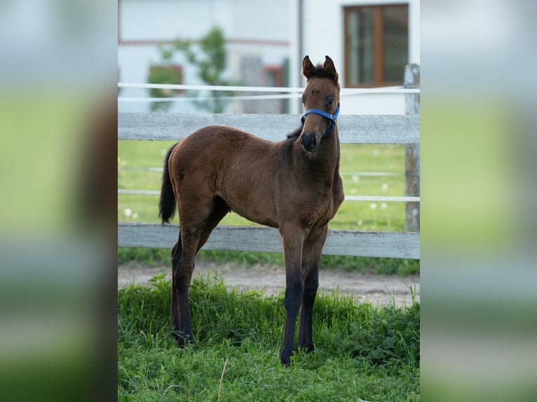 Caballo deportivo polaco Yegua 6 años Tordo in Gardno