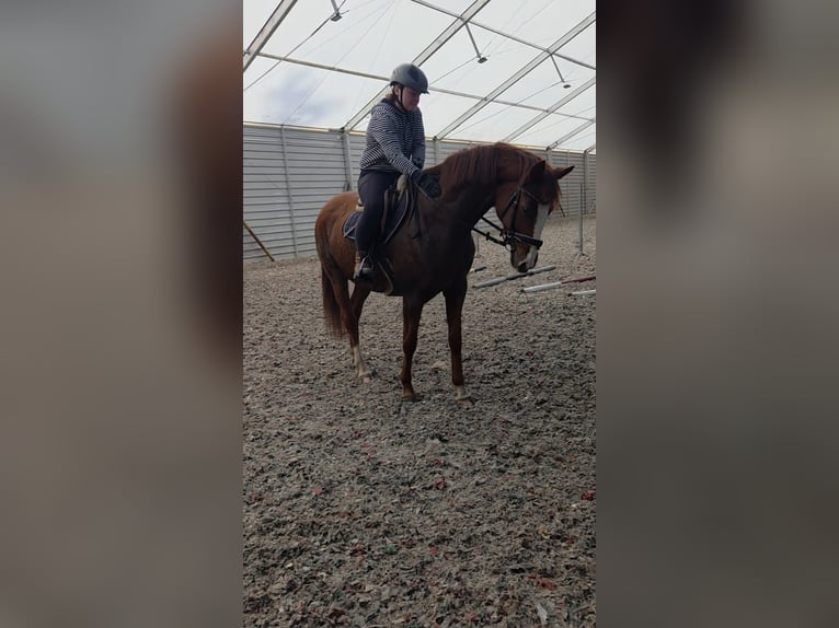 Caballo deportivo polaco Yegua 7 años 162 cm Alazán in Daniszyn