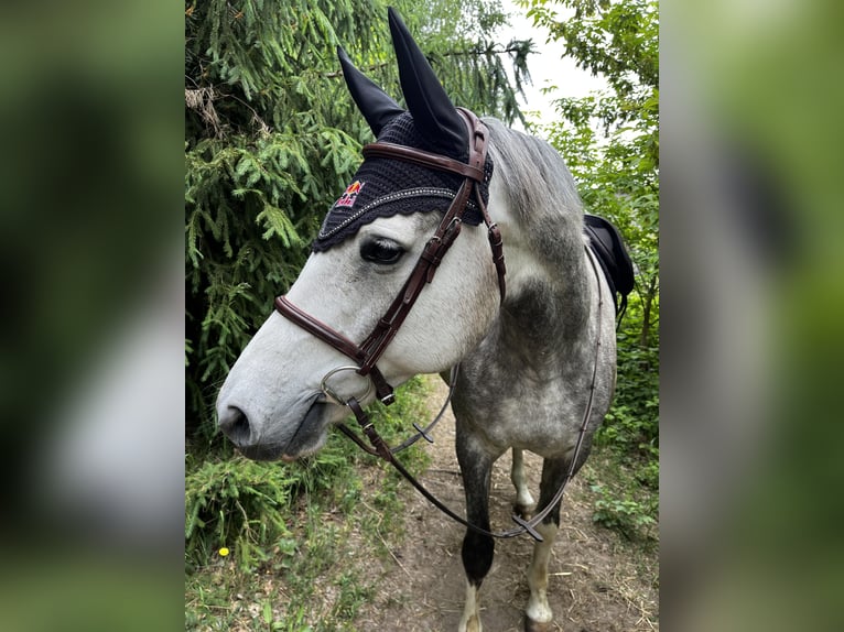 Caballo deportivo polaco Yegua 7 años 162 cm Tordo in Lidzbark