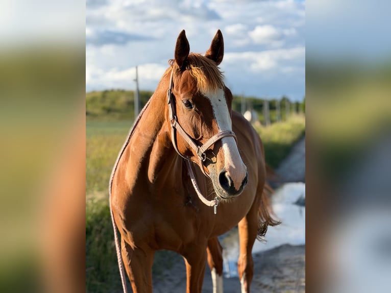 Caballo deportivo polaco Mestizo Yegua 7 años 164 cm Alazán in Szarek