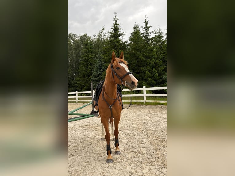 Caballo deportivo polaco Mestizo Yegua 7 años 164 cm Alazán in Szarek