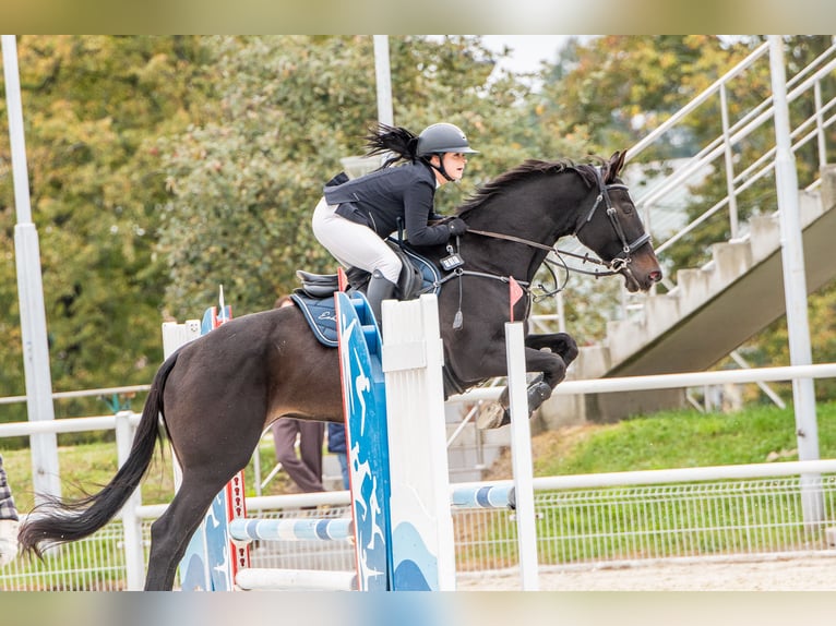 Caballo deportivo polaco Yegua 7 años 165 cm Negro in Lasocin