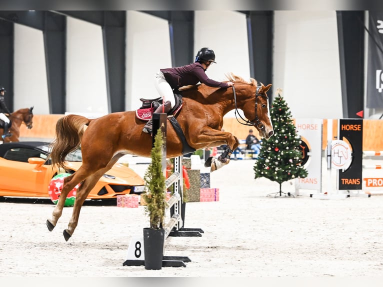 Caballo deportivo polaco Yegua 7 años 170 cm Alazán in Gądki