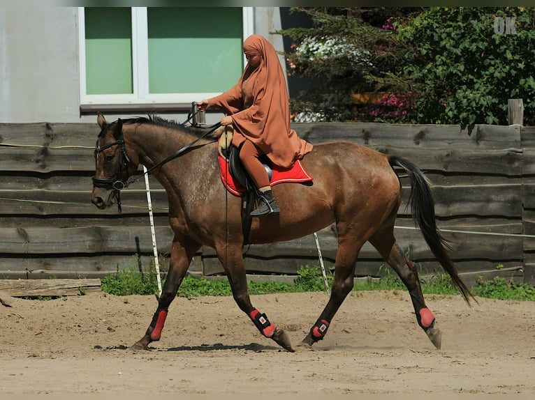 Caballo deportivo polaco Yegua 7 años 178 cm Atigrado/Moteado in Sulmin