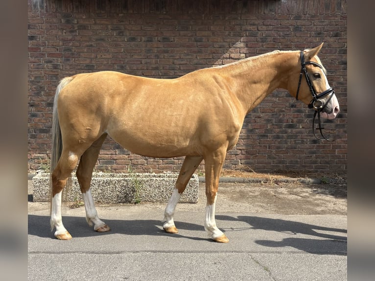 Caballo deportivo polaco Yegua 8 años 155 cm Bayo in Niederkassel