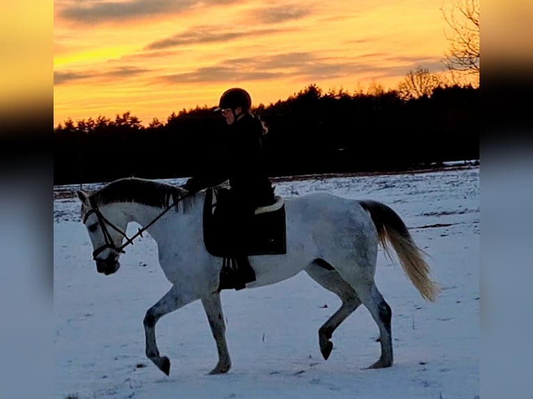 Caballo deportivo polaco Yegua 9 años 163 cm Tordo in Forst