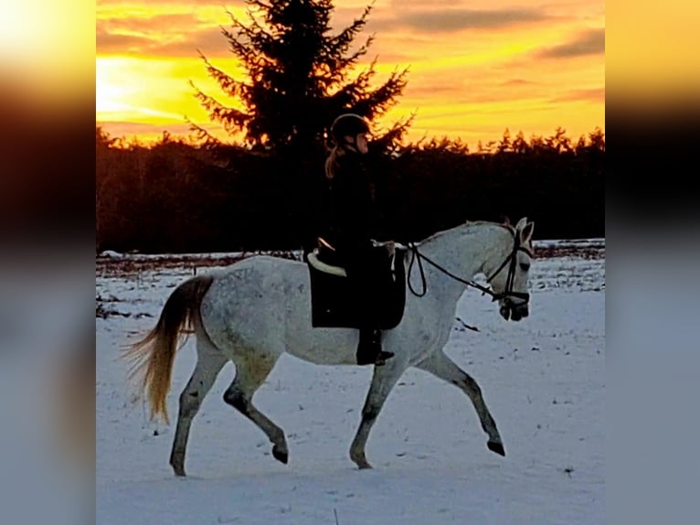 Caballo deportivo polaco Yegua 9 años 163 cm Tordo in Forst