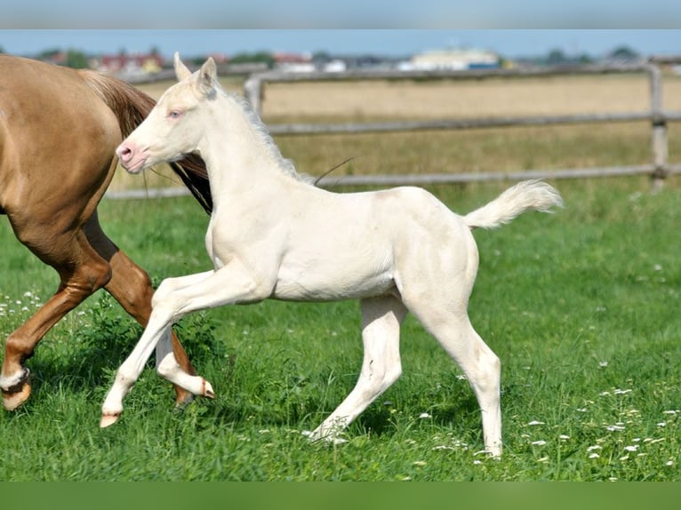 Caballo deportivo polaco Yegua 9 años 166 cm Palomino in Piecowice