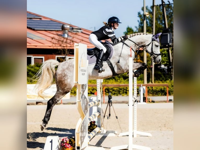 Caballo deportivo polaco Yegua 9 años 166 cm Tordo rodado in Częstochowa