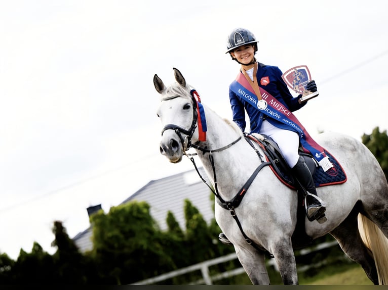 Caballo deportivo polaco Yegua 9 años 166 cm Tordo rodado in Częstochowa