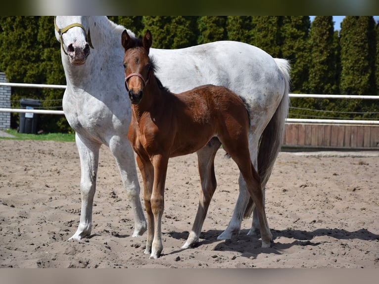 Caballo deportivo polaco Yegua Potro (03/2026) 165 cm Castaño in Chełmno