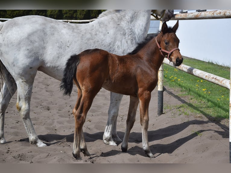 Caballo deportivo polaco Yegua Potro (03/2026) 165 cm Castaño in Chełmno