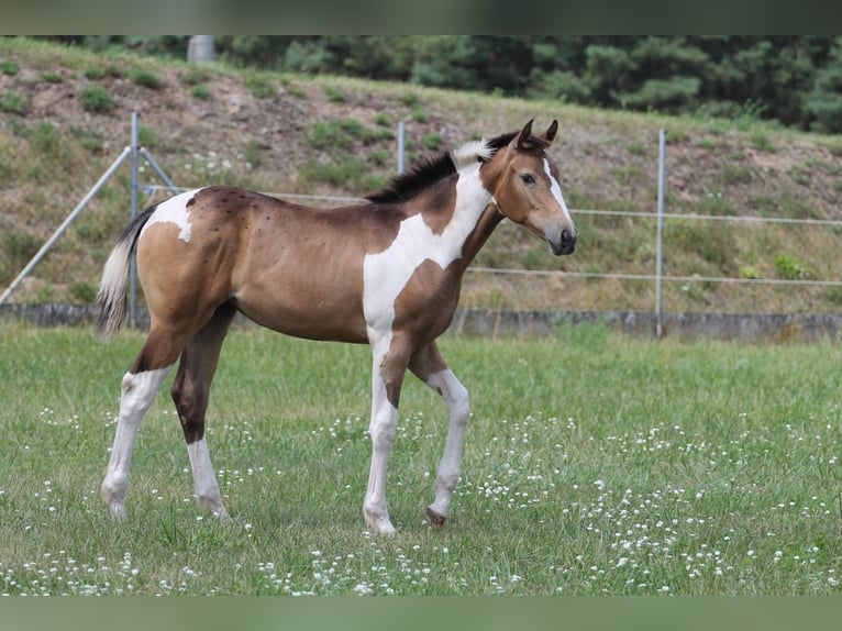 Caballo deportivo polaco Yegua Potro (02/2026) 170 cm Tobiano-todas las-capas in Gniezno