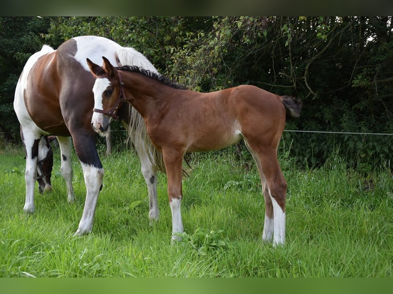 Caballo deportivo polaco Yegua Potro (06/2026) Castaño in Chełmno