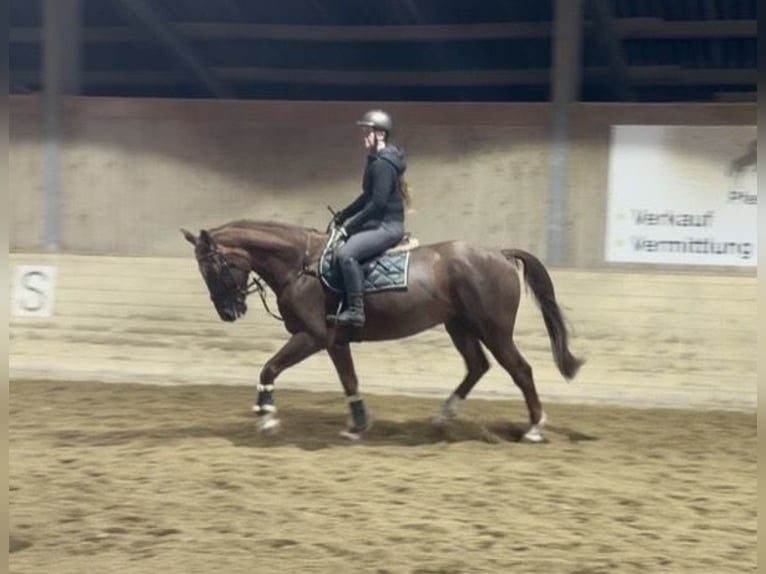 Caballo Don Caballo castrado 10 años 165 cm Alazán in Pelmberg