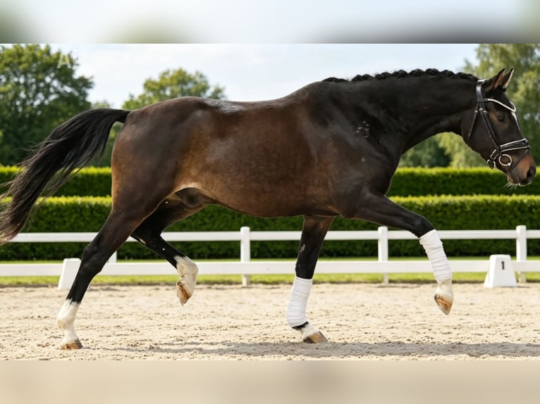Caballo Don Caballo castrado 4 años 146 cm Castaño in Essen