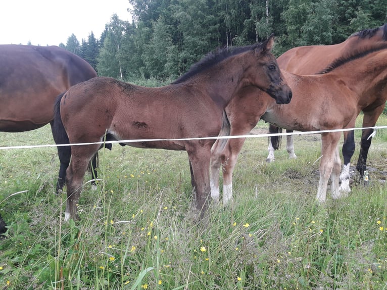 Caballo finlandés Semental Potro (04/2026) Castaño oscuro in Punkaharju