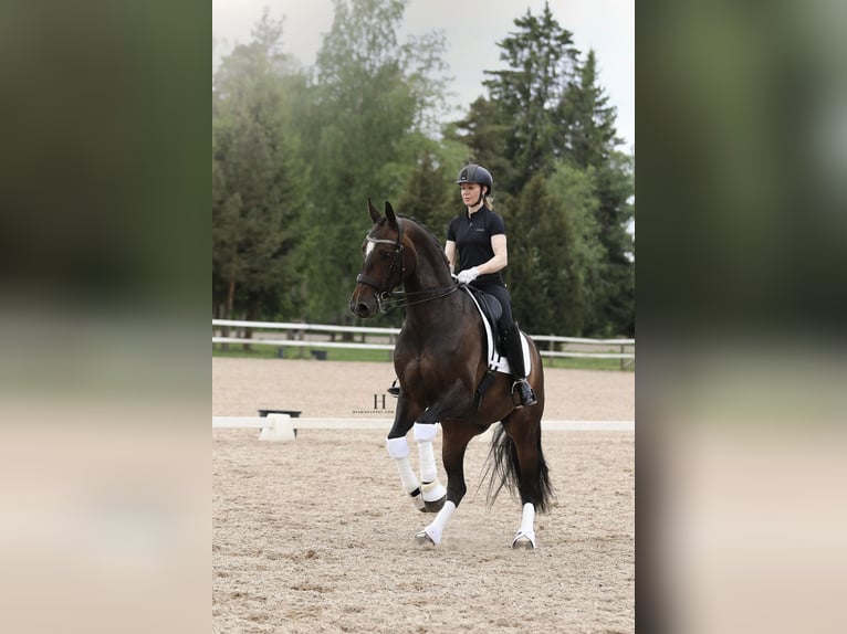 Caballo finlandés Yegua 10 años 170 cm Castaño rojizo in Ypäjä