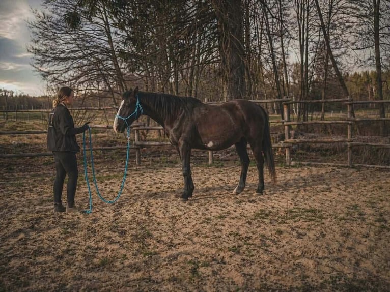 Caballo indio americano Caballo castrado 17 años 155 cm Overo-todas las-capas in Stare