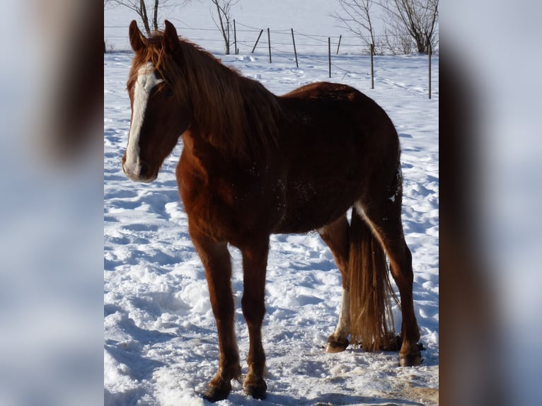 Caballo indio americano Caballo castrado 4 años 150 cm Alazán in Julbach