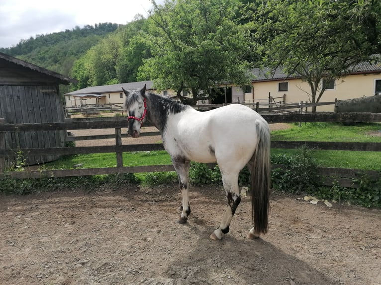 Caballo indio americano Caballo castrado 7 años 159 cm in Glashütten