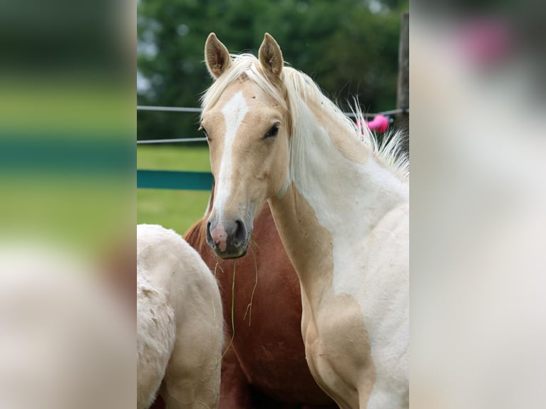 Caballo indio americano Semental 1 año 155 cm Palomino in Hellenthal