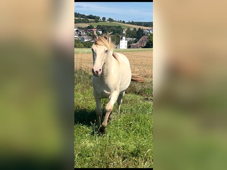 Caballo indio americano Yegua 2 años 150 cm Champán in Oberbachheim