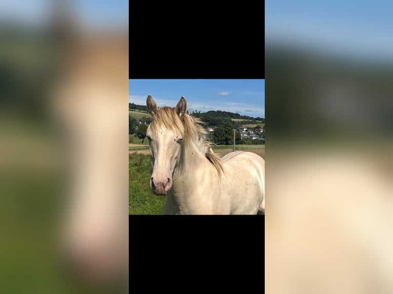 Caballo indio americano Yegua 2 años 150 cm Champán in Oberbachheim