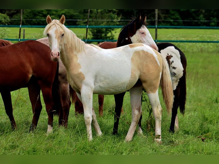 Caballo indio americano Yegua 2 años 152 cm Champán in Hellenthal