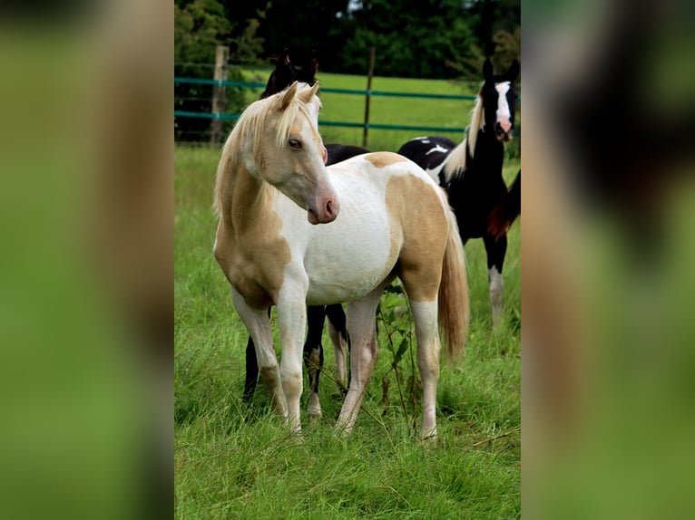 Caballo indio americano Yegua 2 años 152 cm Champán in Hellenthal