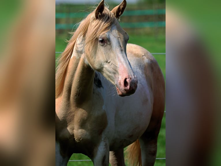 Caballo indio americano Yegua 2 años 152 cm Champán in Hellenthal