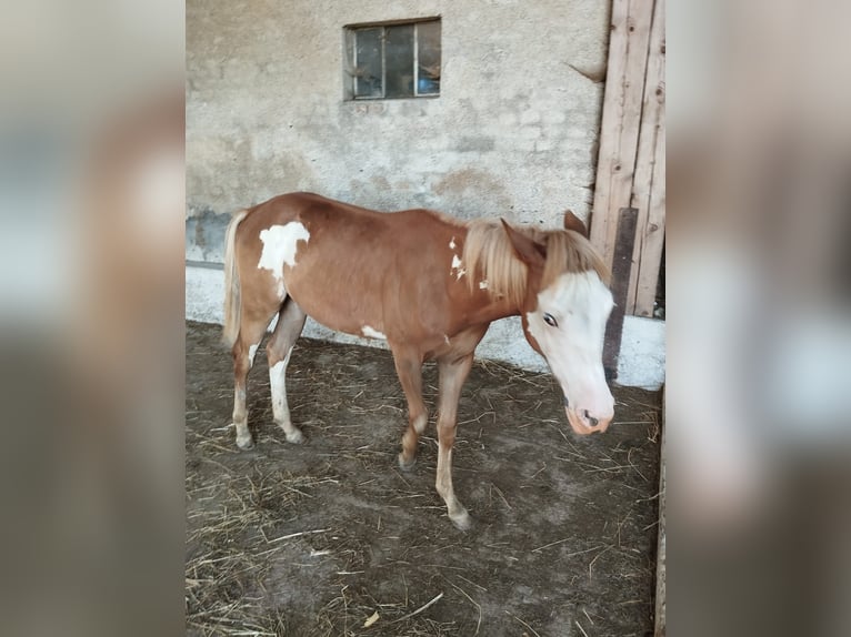 Caballo indio americano Mestizo Yegua 2 años in Ampflwang