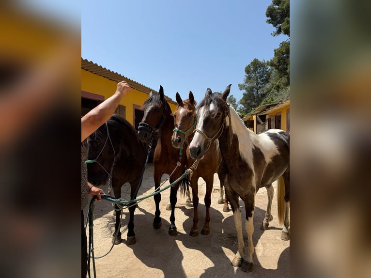 Caballo indio americano Yegua 3 años 165 cm Pío in Barcelona