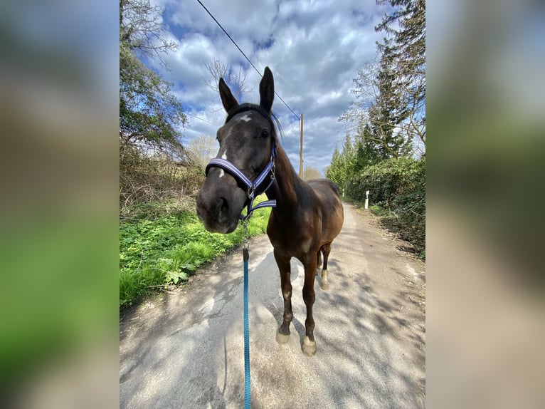 Caballo indio americano Yegua 5 años 154 cm Castaño oscuro in Hürth