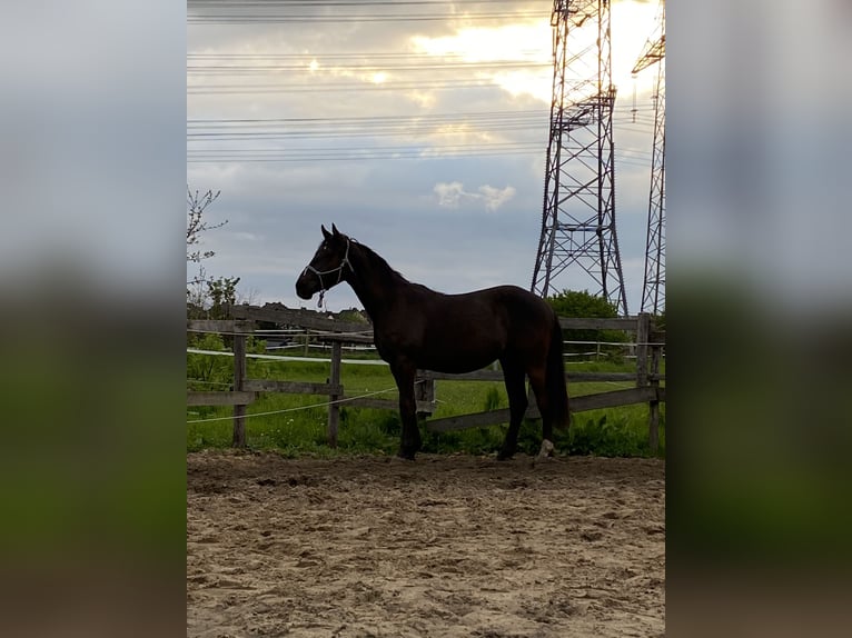 Caballo indio americano Yegua 5 años 155 cm Negro in Köln