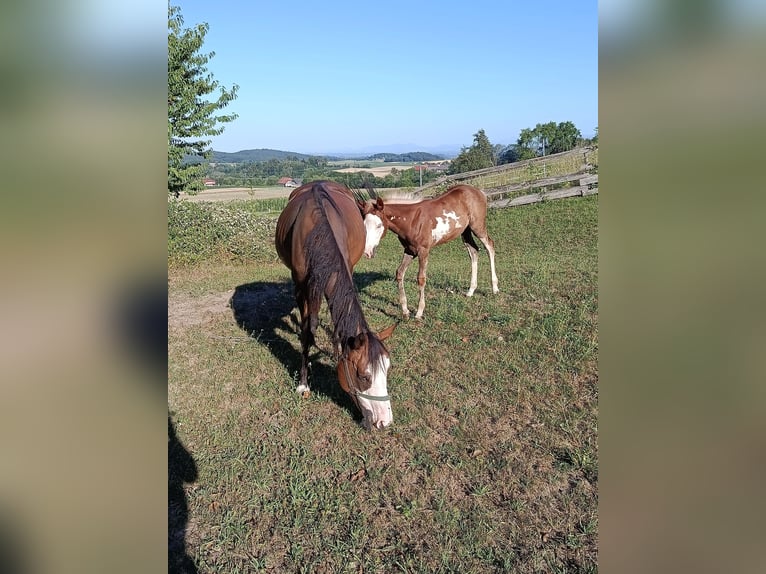 Caballo indio americano Yegua 7 años 152 cm  in Wolfsegg