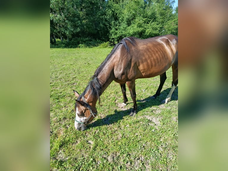 Caballo indio americano Yegua 7 años 152 cm  in Wolfsegg